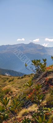 Wild Rohododendrons In Caucasus