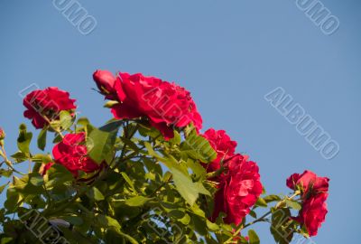 Roses on sky background