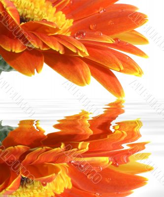 gerbera daisy with reflections