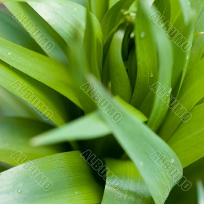 Foliage abstraction