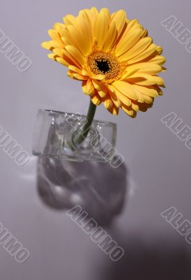 floral concept