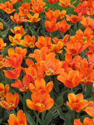 Tulips