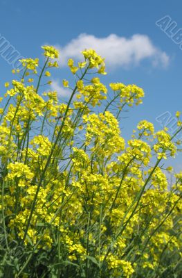 Yellow fields