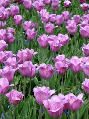 Tulips