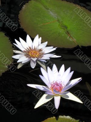 Water lilies
