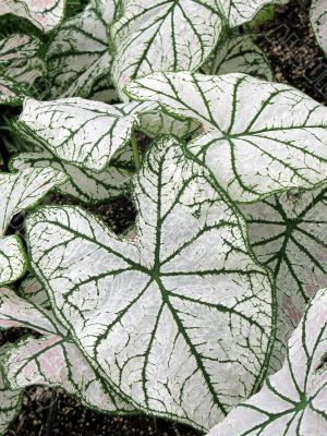 Caladium