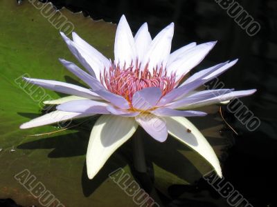 Water lily