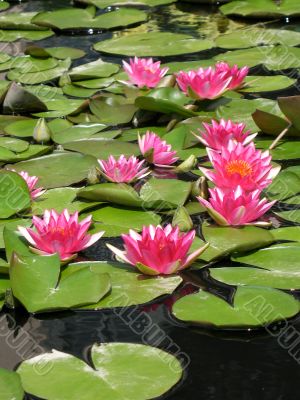 Water lilies