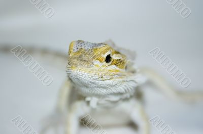 Bearded Dragon