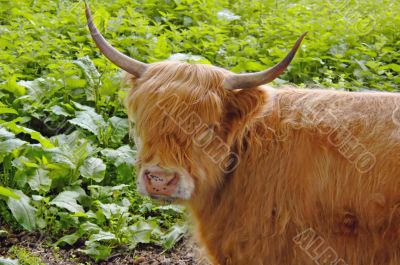 Highland Cow