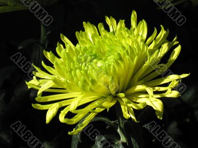 Chrysanthemum