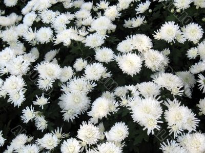 Chrysanthemums