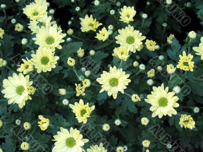 Chrysanthemums