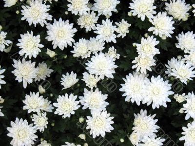 Chrysanthemums