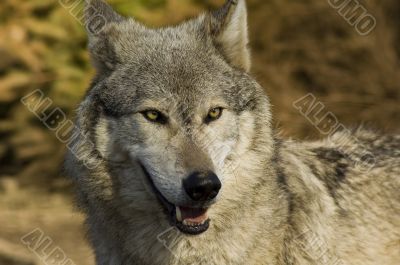 grey wolf 2