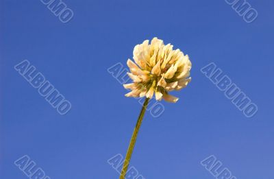 White Clover, trifloium repens