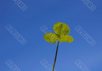 white clover leaves