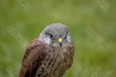 european eagle owl