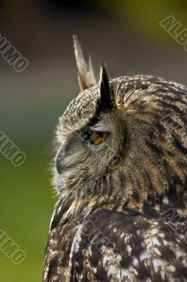 european eagle owl