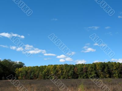 meadow