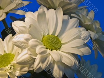 Asters
