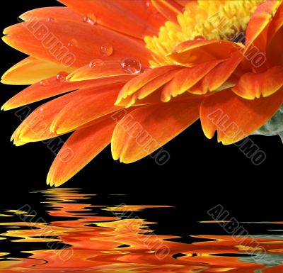 orange gerbera daisy on the black background