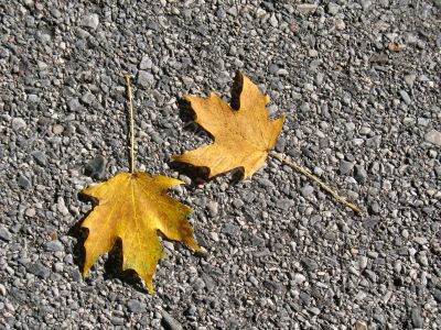 Leaves in fall