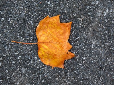 Leaves in fall