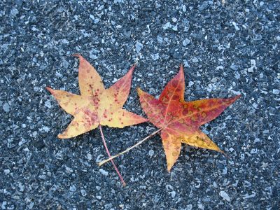 Leaves in fall