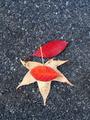 Leaves in fall