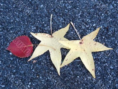 Leaves in fall