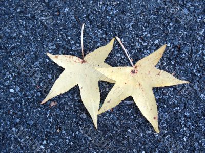 Leaves in fall