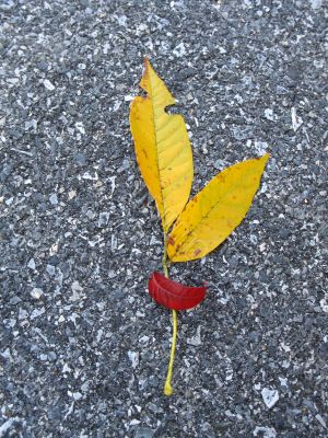 Leaves in fall