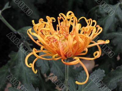 Chrysanthemums