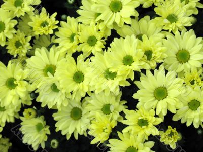 Chrysanthemums