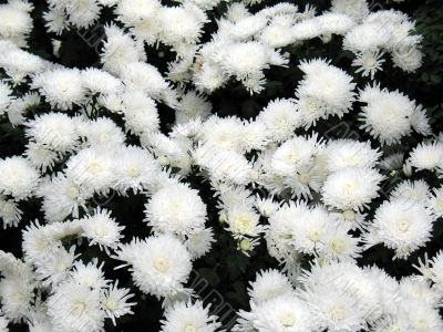 Chrysanthemums