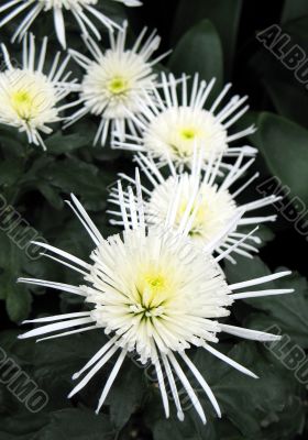 Chrysanthemums