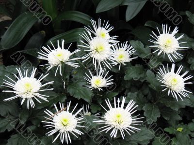 Chrysanthemums