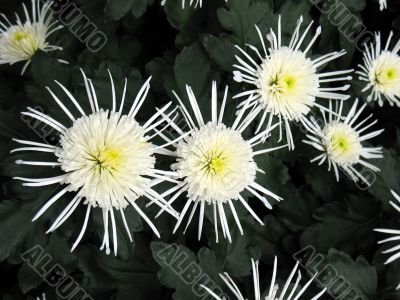 Chrysanthemums
