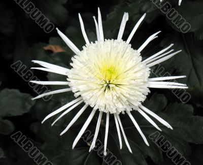 Chrysanthemum