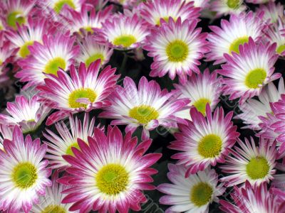 Chrysanthemums