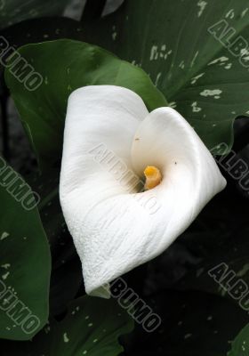 Calla-lily