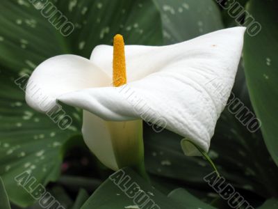 Calla-lily