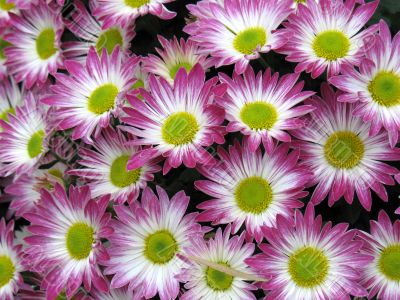 Chrysanthemums