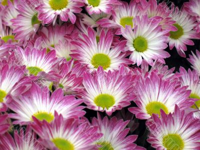 Chrysanthemums
