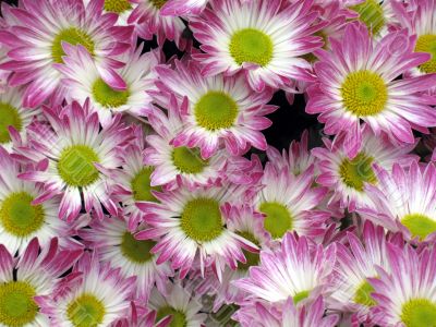 Chrysanthemums