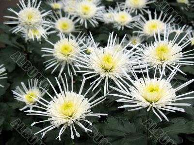 Chrysanthemums