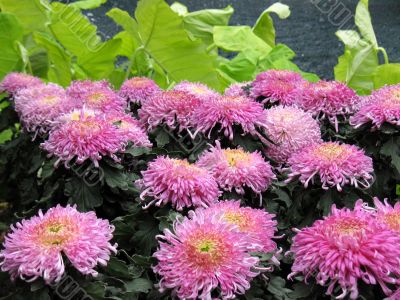 Chrysanthemums