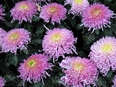 Chrysanthemums