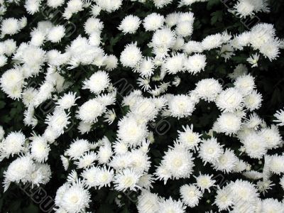 Chrysanthemums